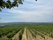 IMG_3216 Auf der anderen Seite Blick auf die Weinberge