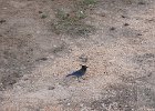 DSC08472