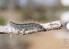 DSC09099
