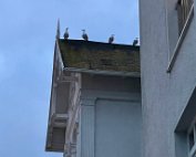 IMG_6480 Die Vögel ...